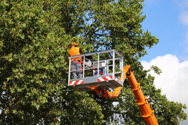 Best Tree Removal Service  in Milford, DE