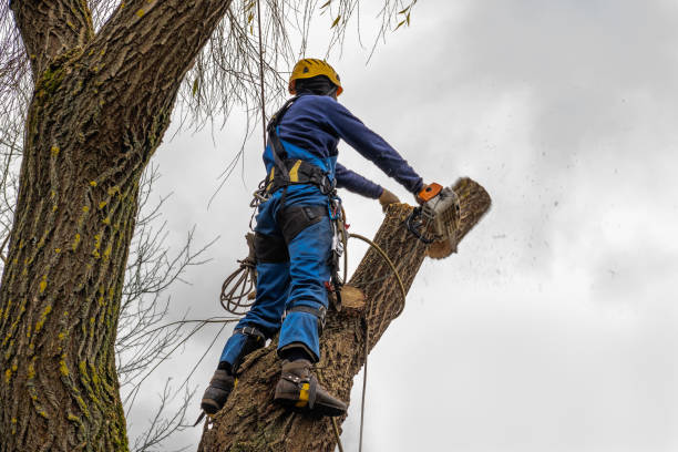 Best Tree Cabling and Bracing  in Milford, DE