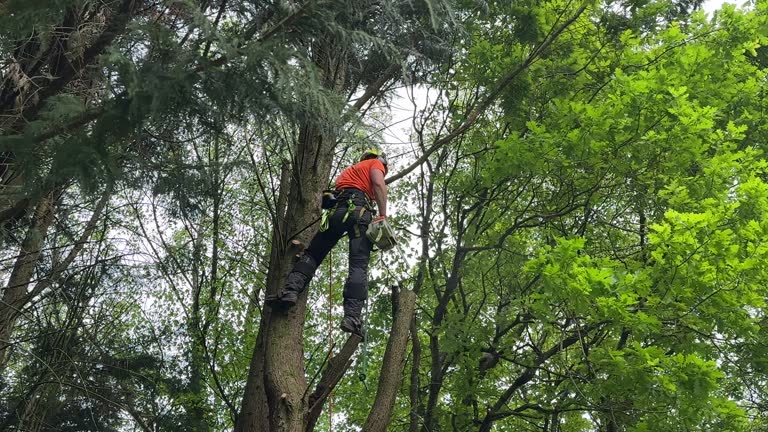 Best Stump Grinding and Removal  in Milford, DE