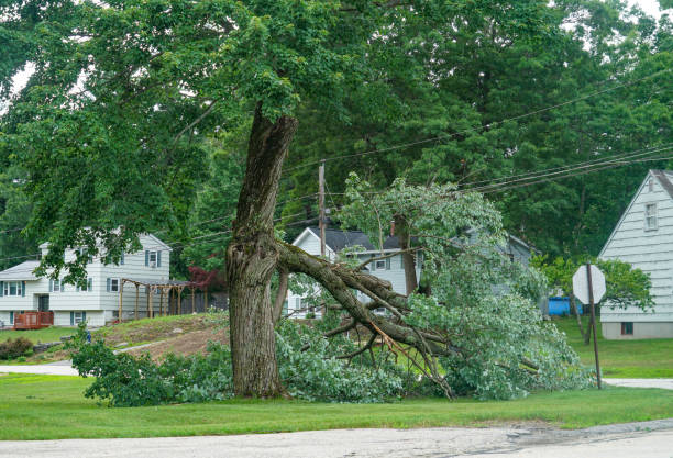 Milford, DE  Tree Services Company