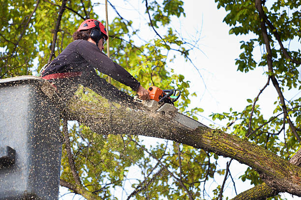 Best Leaf Removal Services  in Milford, DE